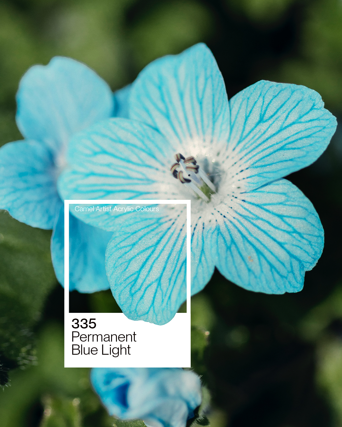 Camel Artist Acrylic Colours - Permanent Blue Light (335) 40 ml tube